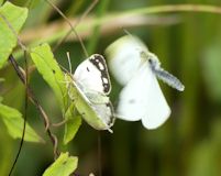Helice clouded yellow and small white