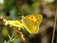 Clouded yellow