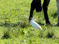 Cattle Egret