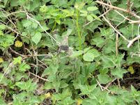Nettles