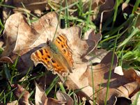 Comma butterfly