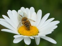 Crab spider