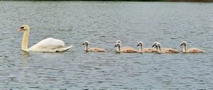 Mute Swan brood