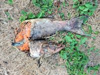 Dead salmon