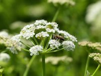 Dropwort flower
