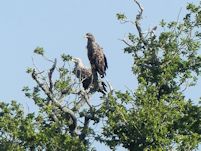White-tailed Eagles
