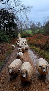 Moving the ewes
