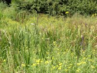 Fleabane