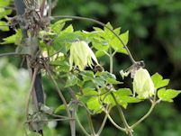 clematis