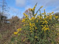 Gorse flowers
