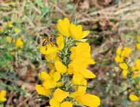 Early nectar and pollen