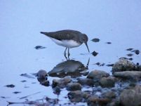 Green Sandpiper