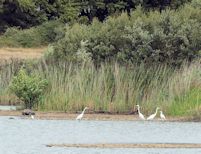 Great White Egrets