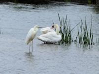 Odd couple