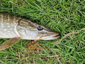 Nicely hooked pike