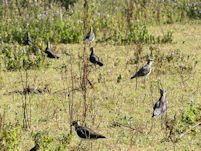 Lapwing