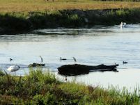 Low water