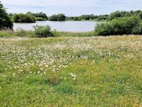 Wild flower meadow