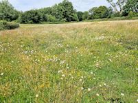 Wildflowers
