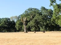 Oak monolith