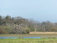 Godwits over the marsh
