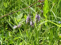 Marsh orchids