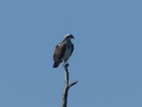 Osprey