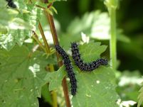 Peacock caterpillar