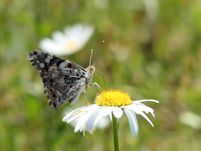 Painted Lady