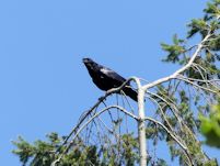 Raven