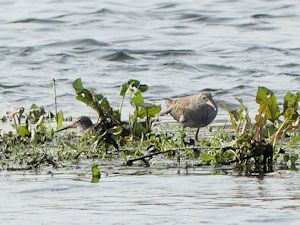 Redshank pair