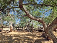 Robinia