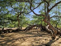 Robinia