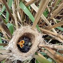 Reed warbler chicks