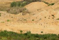 Sand martin colony