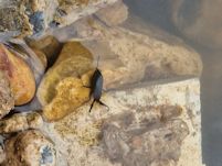 Water scorpion