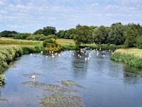 Swans