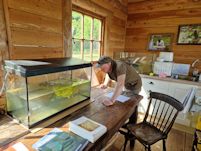 Fry tanks