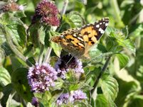 Painted Lady