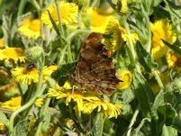 Comma