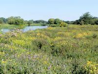 The water meadows