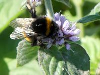 Bumblebee