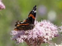 Red Admiral