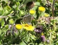 Common blue