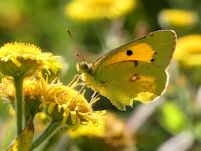 Clouded yellow