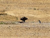 White-tailed Eagle